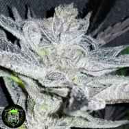 In House Genetics Sherba Frost